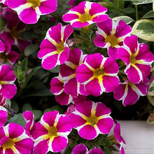 Petunia Petunia Hybrida Yellow Seeds for colorful blooms in the Borders, Hanging Baskets, and Pots