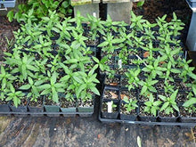 Bloodflower Milkweed Seeds (Asclepias curassavica) for growers filling out the Wildflower Gardens