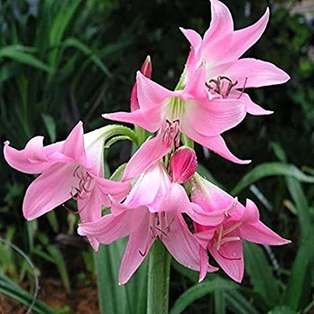 Crinum Crinum Asiaticum Flower Seeds for Planting – Great for Tropical Gardens and Large Ornamental Displays