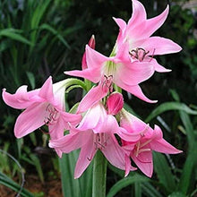 Crinum Crinum Asiaticum Flower Seeds for Planting – Great for Tropical Gardens and Large Ornamental Displays