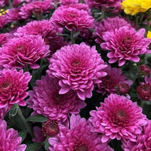 Chrysanthemum Seeds (Chrysanthemum spp.) for a bright addition to the Flower Bed & Urban Garden