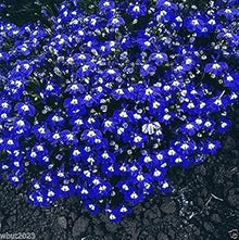 Lobelia Frau Clibran Seeds for gardeners building out beds and borders