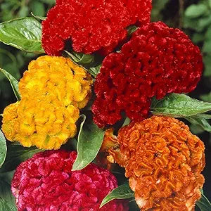 Cockscomb Celosia argentea for planting in flower bed