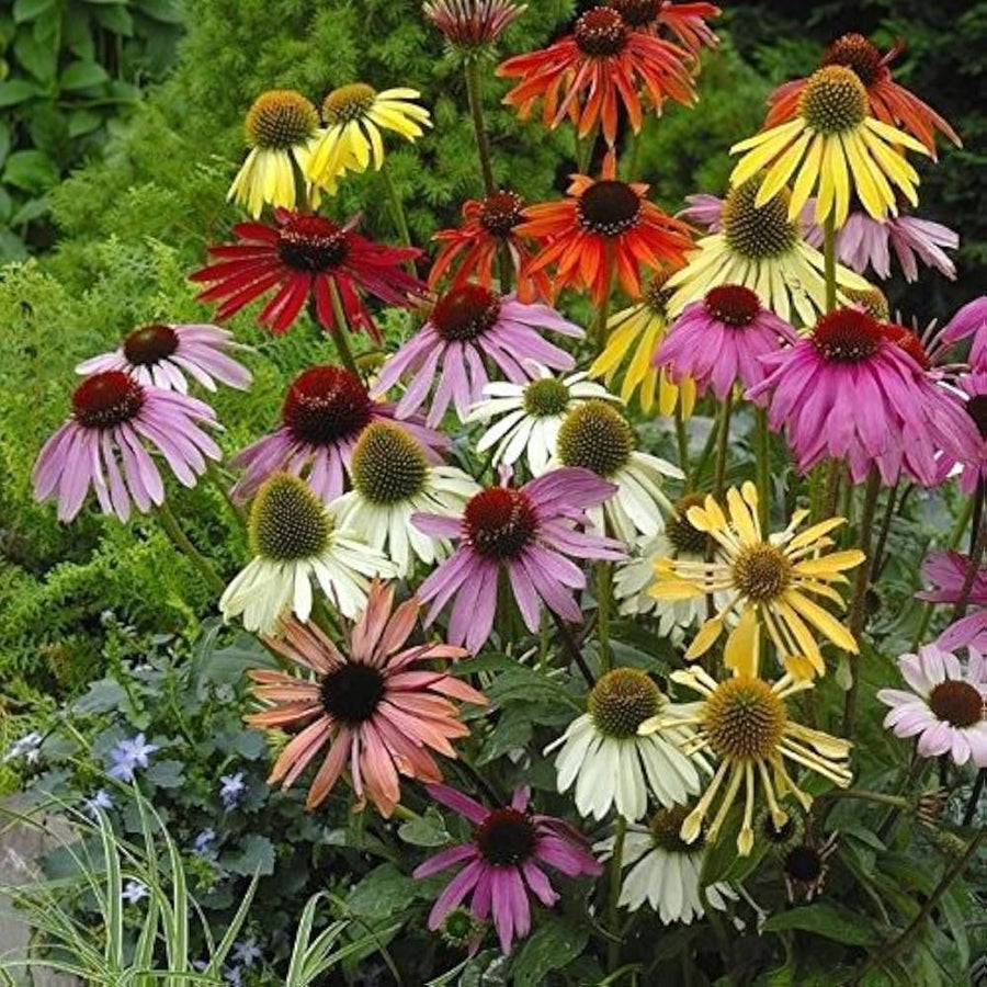Yellow echinacea purpurea flower seeds
