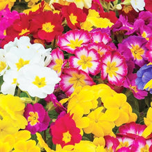 Rainbow Primrose Primula Malacoides Seeds for colorful blooms in the Home Balcony Pots