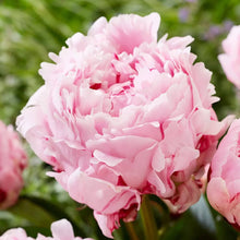 Peony flower Seeds (Paeonia lactiflora) for growers filling out the backyard garden or flower beds