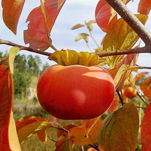 Persimmon Seeds (Diospyros kaki) prized for backyard Gardening