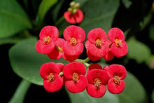 Euphorbia Seeds prized for red Gardening
