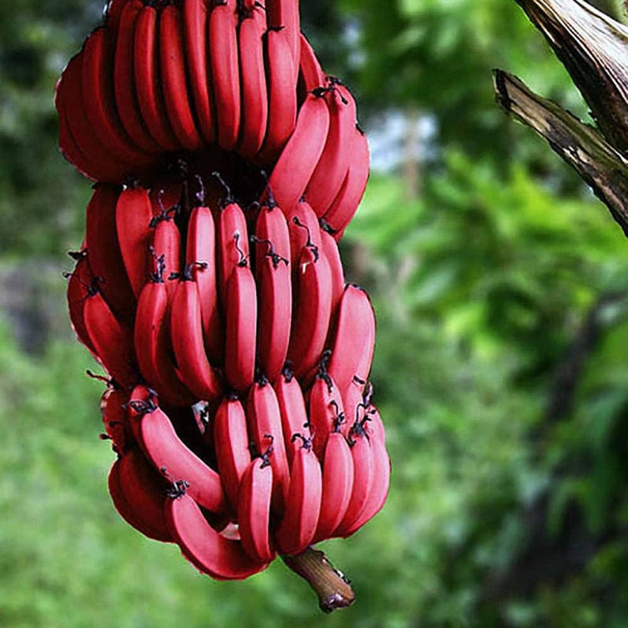 Banana Musa Acuminata Seeds for planting in tropical garden