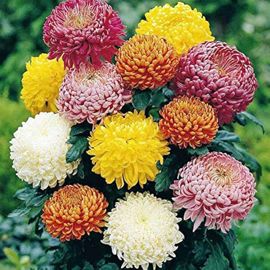 Chrysanthemum Chrysanthemum Morifolium Bonsai Flower Seeds for Planting – Softcover Variety for Balcony Pots and Borders