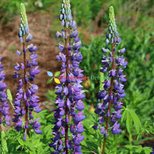 Blue lupine Seeds (Lupinus perennis) for a lasting display in the backyard gardens