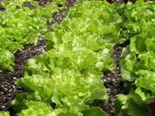 Bronze Guard Leaf Lettuce Seeds for a productive addition to the vegetable patch