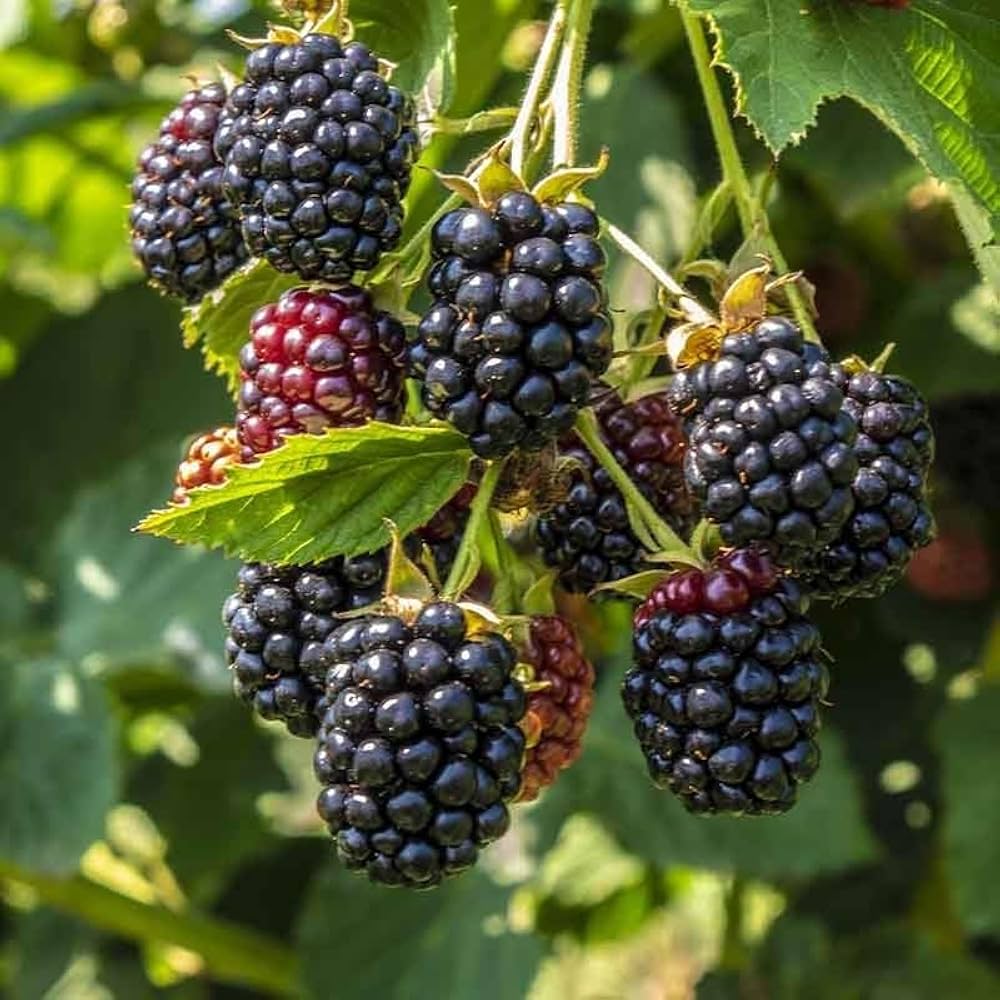 Triple Crown Blackberry Thornless Giant Fruit - for planting in home garden