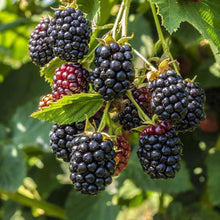 Triple Crown Blackberry Thornless Giant Fruit - for planting in home garden
