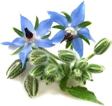 Plant Seeds (Borago officinalis) for colorful blooms in the Flower Bed