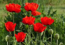 Red Poppy Seeds (Papaver rhoeas) for gardeners building out beds and borders