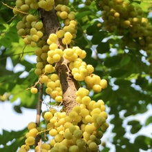 Tomato Gooseberry Mini Yellow Seeds for home growers seeking a reliable harvest