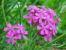 Purple Rose Catchfly  catchfly flower garden planting