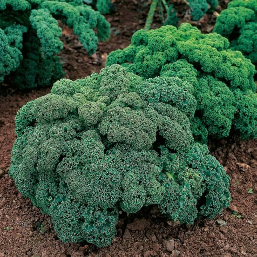 Kale Premier Organic Non-GMO Seeds for growers stocking a kitchen garden