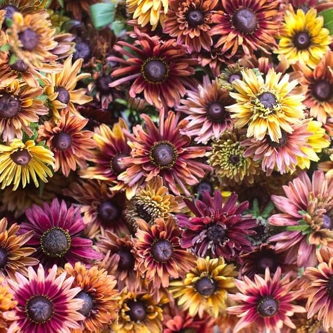 Rudbeckia Autumn for planting