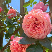 English Groundcover Rose Seeds (Rosa hybrida) for growers filling out the cottage garden floral bed