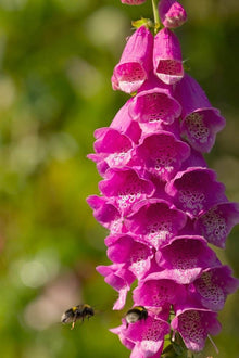 Digitalis Purpurea 'Monstrosa' Seeds for growers seeking a long-blooming display