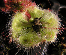 Silver Hair Sundew Seeds for gardeners building out beds and borders
