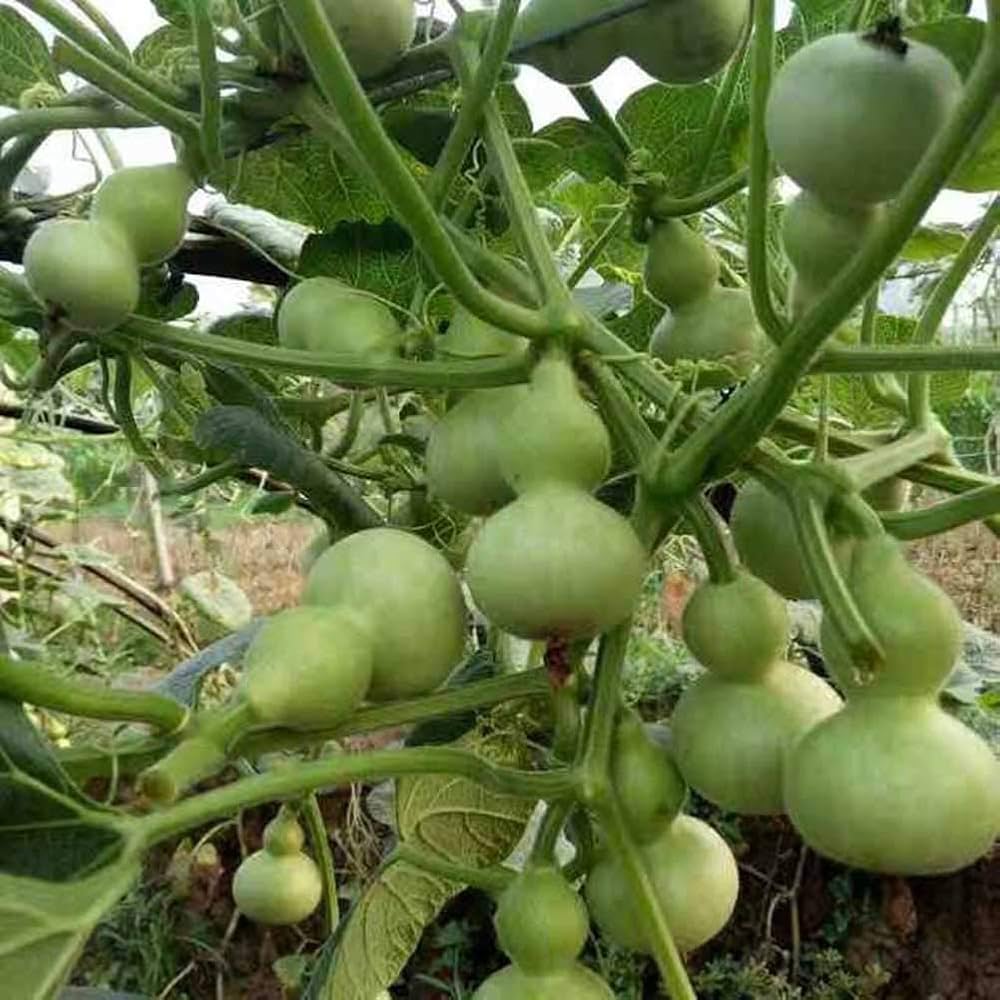 Mini Bottle Gourd Lagenaria siceraria vegetable seeds for kitchen garden and vertical gardening - for planting in home garden