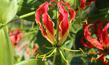 Garland Flame Lilium Brownii Seeds for reliable seasonal color
