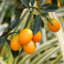 Kumquat Citrus Japonica Orange Seeds for growers wanting a homegrown harvest