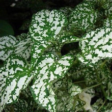Hypoestes White Polka Dot Plant Seeds for growers seeking a long-blooming display