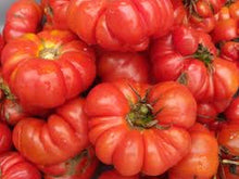 Costoluto Seeds (Genovese tomato) prized among growers for heirloom ribbed
