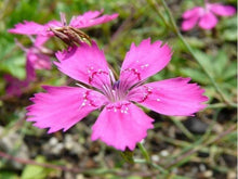 Dianthus Dianthus Deltoides Maiden Pink Seeds for seasonal color across the Rock Gardens