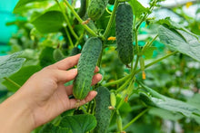 Boston Cucumber Seeds known for quick Harvesting in Days