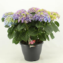 Mini Hydrangea Seeds (Hydrangea macrophylla) for trellises and fences in the potted balcony garden and border planting