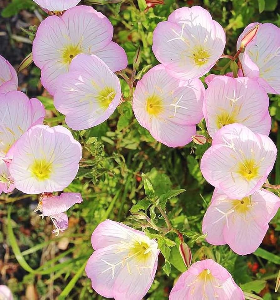 Evening Primrose (Oenothera speciosa) for planting in flower bed