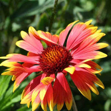 Indian Blanket Seeds (Gaillardia pulchella) for growers filling out the Home Garden