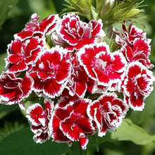 Dianthus Groundcover Seeds (Dianthus spp.) for growers filling out the Garden