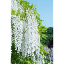 Glicine Seeds for reliable seasonal color