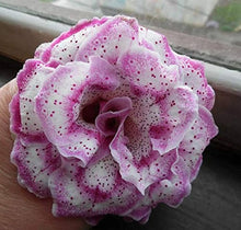 Pink Asarina Creeping Gloxinia Seeds grown for hanging Baskets