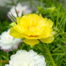 Moss Rose Yellow Seeds valued for vibrant Yellow Moss Roses