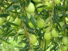 Olive Tree Seeds for growers establishing the Mediterranean Garden
