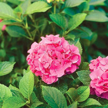 Hydrangea Paniculata Seeds for trellises and fences in the Flower Bed