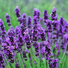 Lavender Hidcote Seeds (Lavandula angustifolia) for cooks growing the Herb Garden