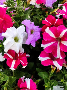 Brown Mixed Color Petunia Seeds for a lasting addition to the landscape
