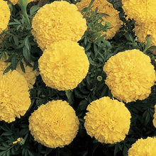 Marigold Seeds (Tagetes spp.) for a lasting display in the Flower Garden