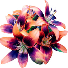 Blue Heart Lily Seeds (Lilium spp.) for seasonal color across the Flower Bed & Urban Garden