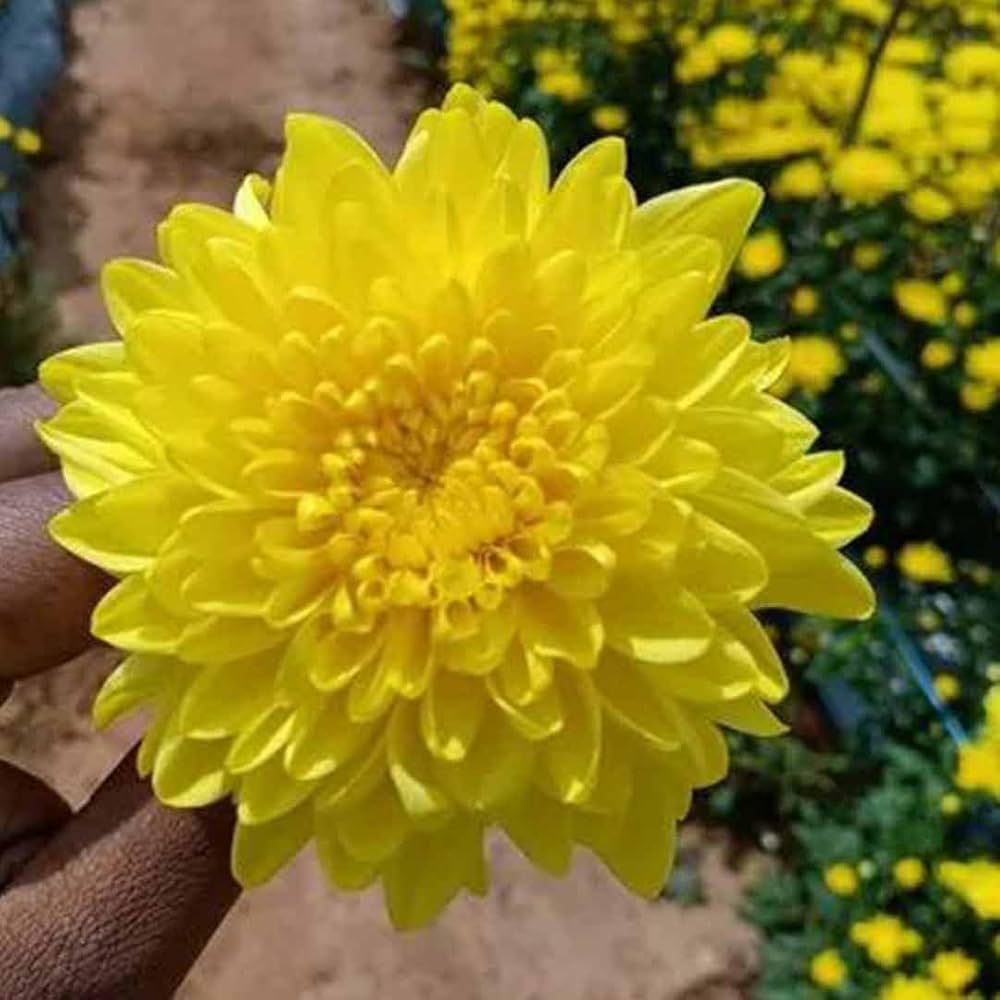 Light Yellow Aster (Callistephus chinensis) for garden chrysanthemum planting