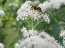 Boneset Eupatorium Perfoliatum Tall White Thoroughwort Seeds for seasonal color across the Wetland Gardens