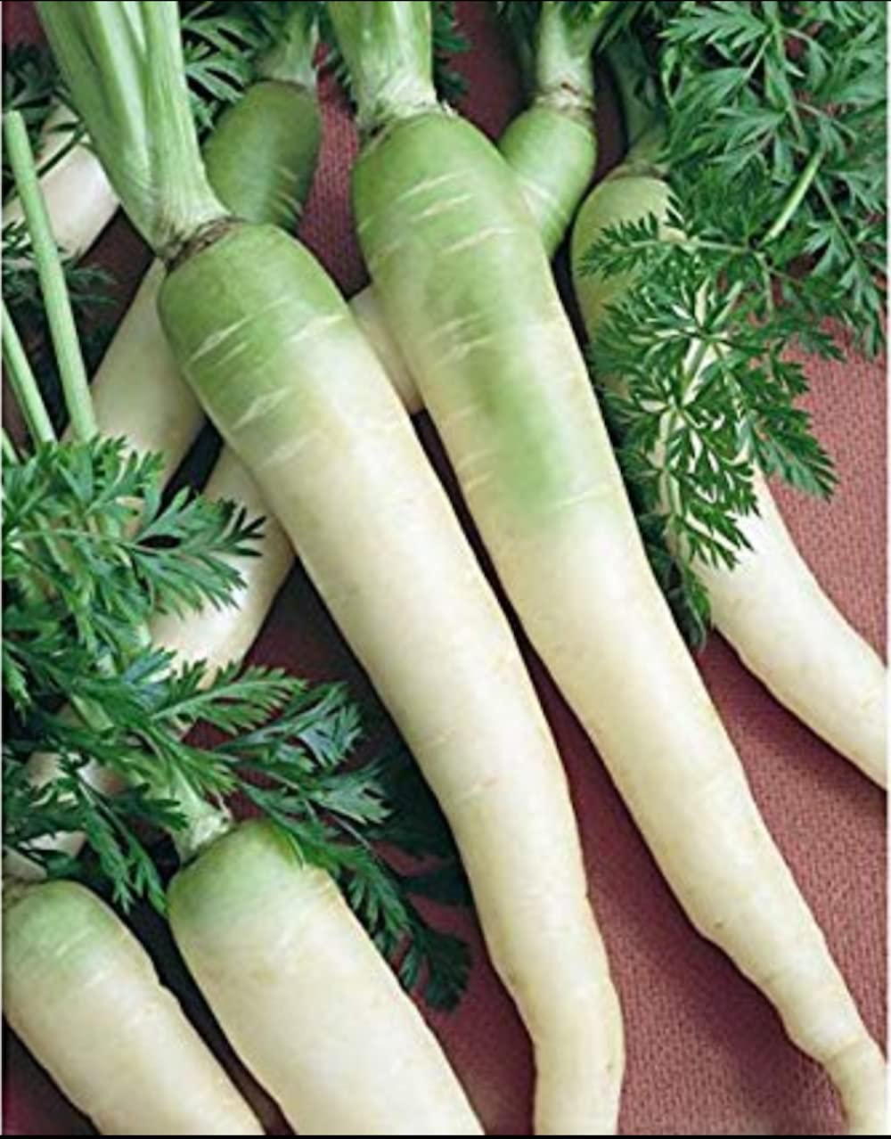 Snow White Carrot – Daucus carota – fresh garden planting seeds